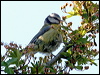 blue_tit_54507