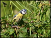 blue_tit_54510