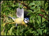 blue_tit_54512