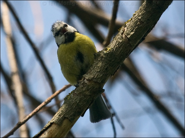 Eurasian Blue Tit blue_tit_169300.psd