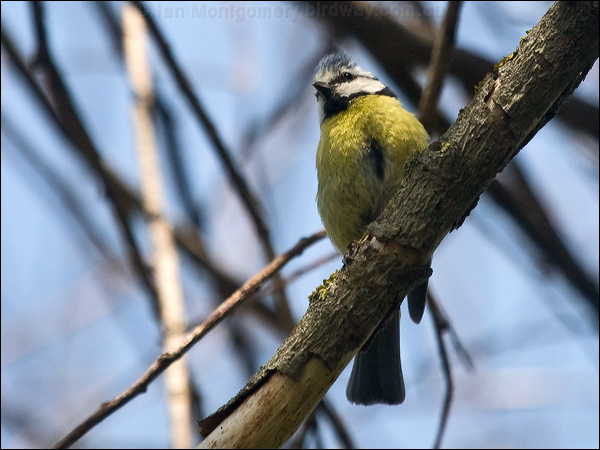 Eurasian Blue Tit blue_tit_169305.psd