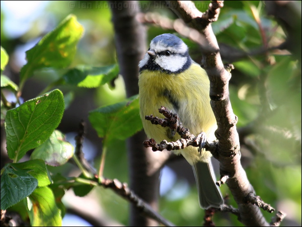 Eurasian Blue Tit blue_tit_20372.psd