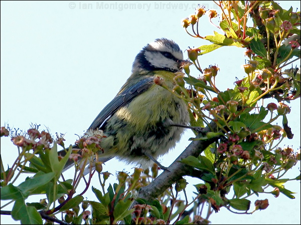 Eurasian Blue Tit blue_tit_54507.psd