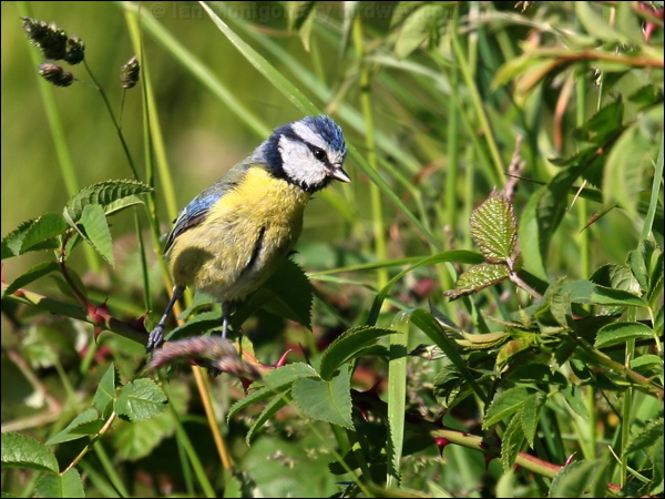 Eurasian Blue Tit blue_tit_54510.psd