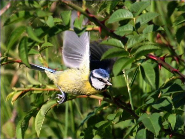 Eurasian Blue Tit blue_tit_54512.psd