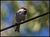 chestnbackchickadee_106719