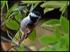 chestnbackchickadee_106831