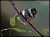 chestnbackchickadee_106857