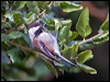 chestnbackchickadee_108052