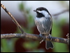 chestnbackchickadee_108745