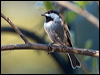 chestnbackchickadee_108755