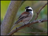 chestnbackchickadee_108766