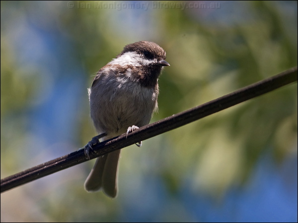 Chestnut-backed Chickadee chestnbackchickadee_106719.psd
