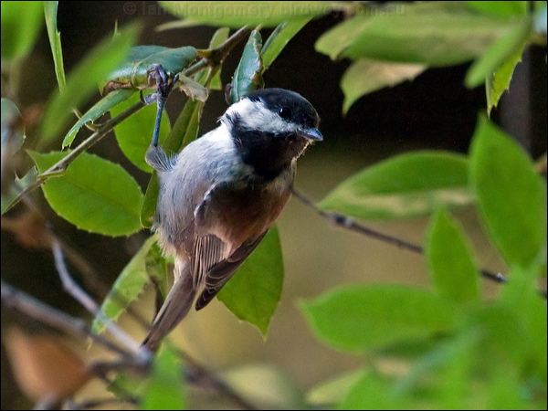 Chestnut-backed Chickadee chestnbackchickadee_106831.psd