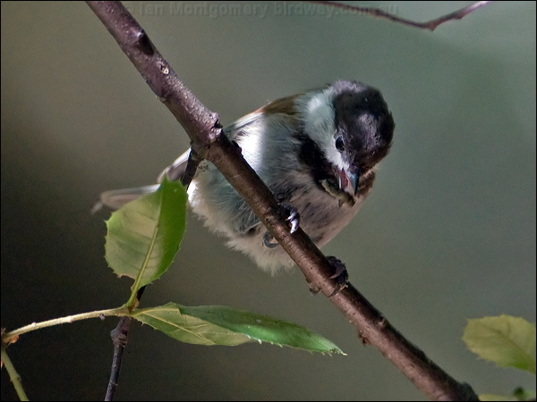 Chestnut-backed Chickadee chestnbackchickadee_106857.psd
