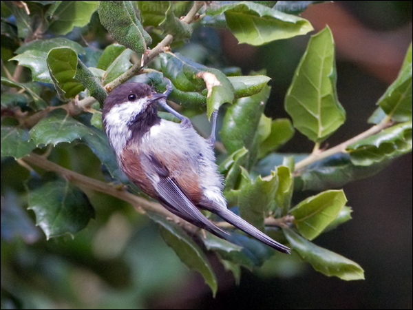 Chestnut-backed Chickadee chestnbackchickadee_108052.psd