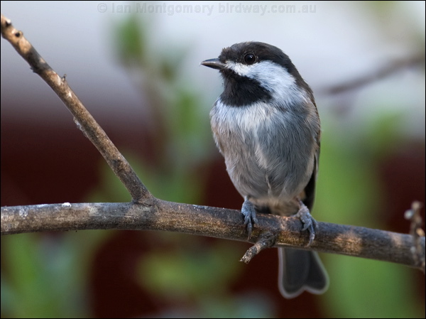 Chestnut-backed Chickadee chestnbackchickadee_108745.psd