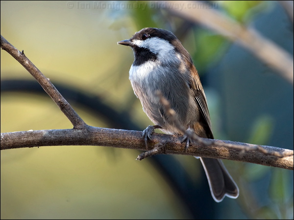 Chestnut-backed Chickadee chestnbackchickadee_108755.psd