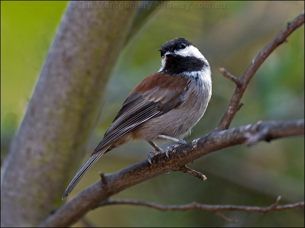 Chestnut-backed Chickadee chestnbackchickadee_108766.psd