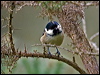coal_tit_140458