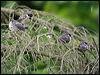 coal_tit_51530