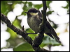 coal_tit_52761