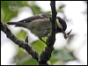 coal_tit_52762