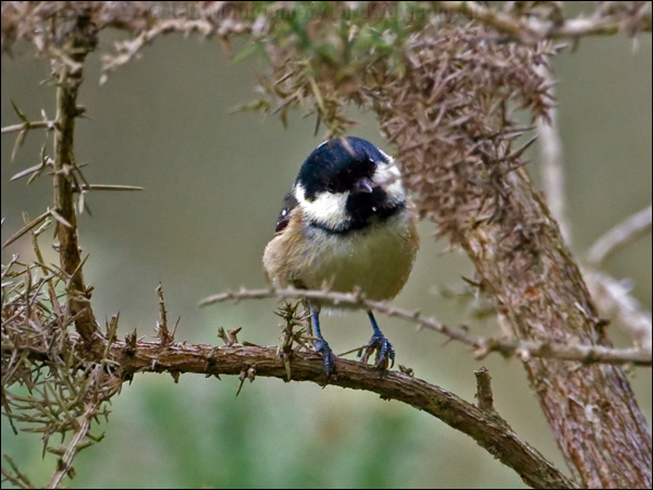 Coal Tit coal_tit_140458.psd