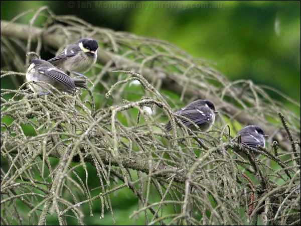 Coal Tit coal_tit_51530.psd