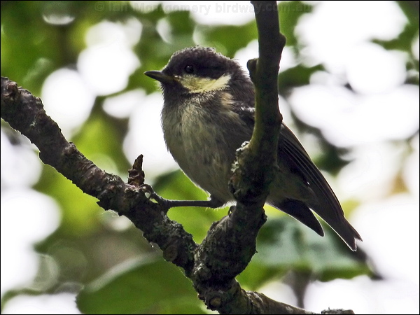 Coal Tit coal_tit_52761.psd
