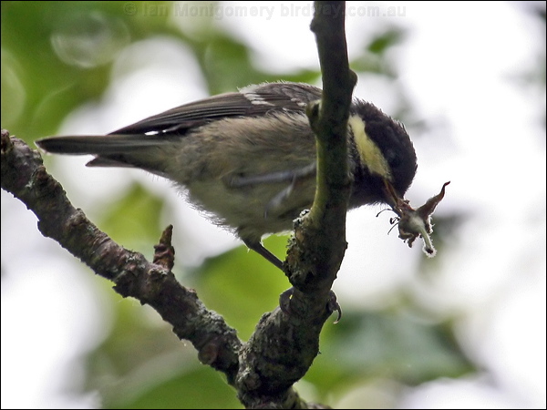 Coal Tit coal_tit_52762.psd