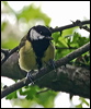 great_tit_52102