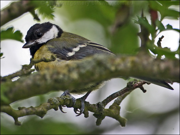 Great Tit great_tit_52093.psd