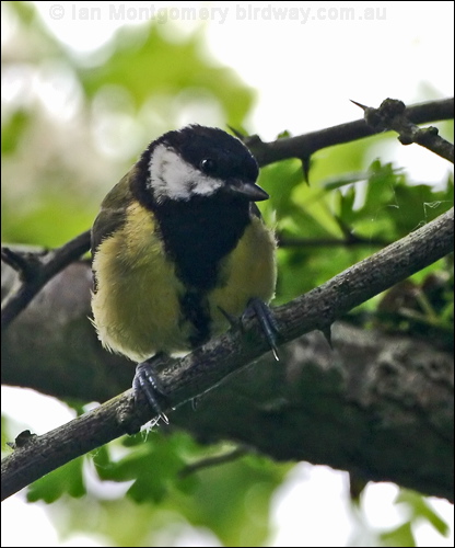 Great Tit great_tit_52102.psd