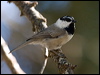mountain_chickadee_109358