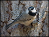 mountain_chickadee_109368