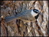mountain_chickadee_109382