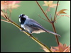 mountain_chickadee_109415