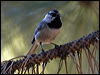 mountain_chickadee_66975