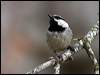 mountain_chickadee_67850