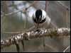 mountain_chickadee_67856