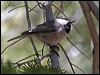 mountain_chickadee_69111