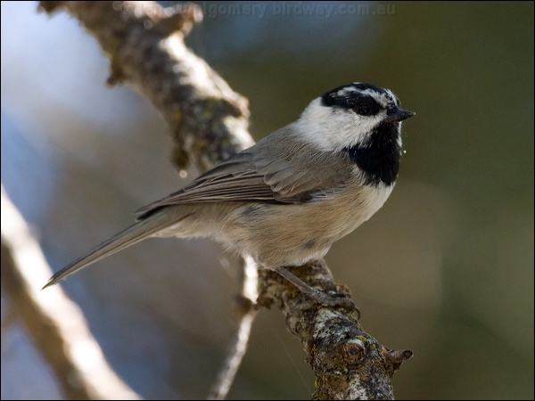 Mountain Chickadee mountain_chickadee_109358.psd