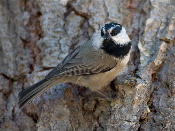 Mountain Chickadee mountain_chickadee_109368.psd