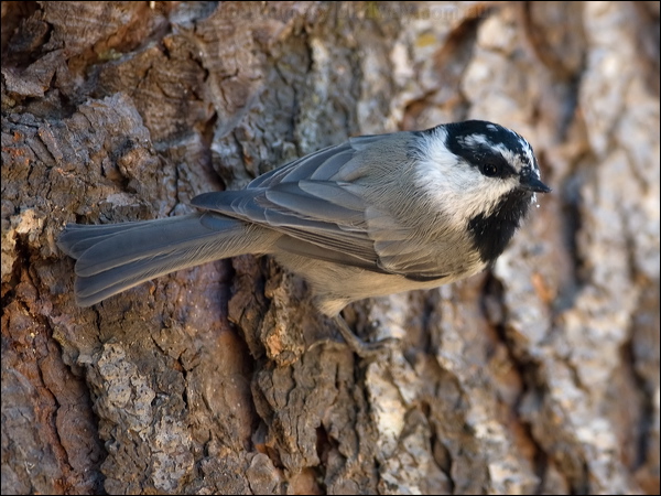 Mountain Chickadee mountain_chickadee_109382.psd