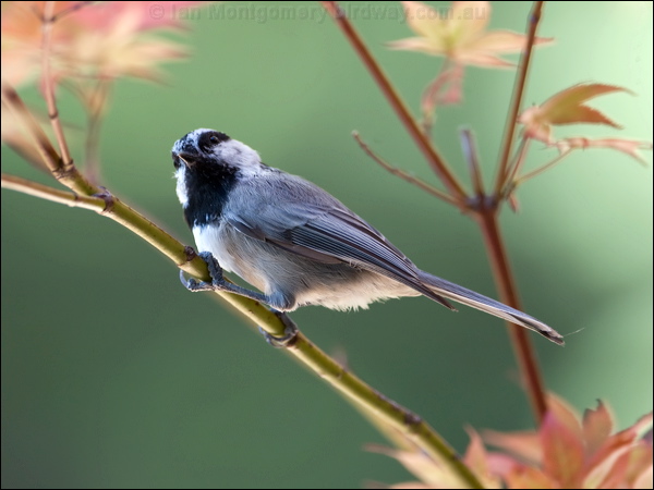 Mountain Chickadee mountain_chickadee_109415.psd