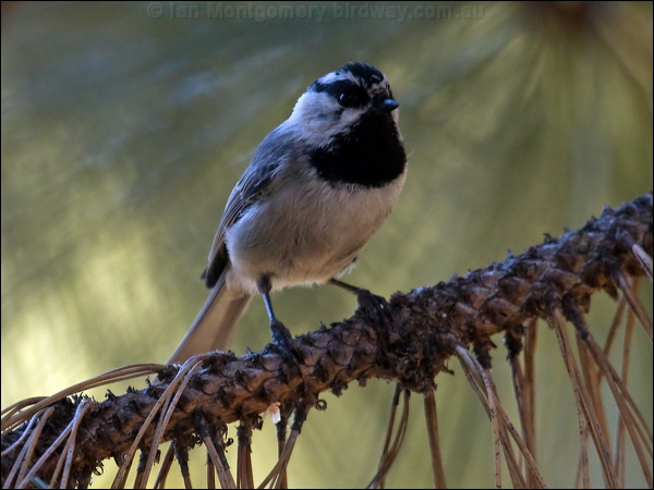 Mountain Chickadee mountain_chickadee_66975.psd