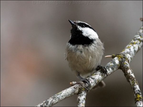 Mountain Chickadee mountain_chickadee_67850.psd