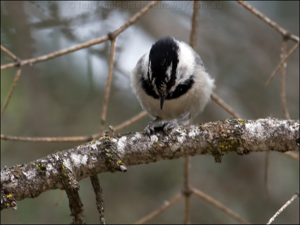 Mountain Chickadee mountain_chickadee_67856.psd