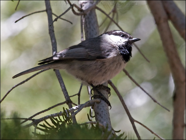Mountain Chickadee mountain_chickadee_69111.psd